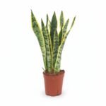 Sansevieria Laurentii Kamerplant 50 cm - Vrouwentong