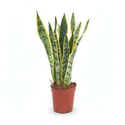 Sansevieria Laurentii Kamerplant 50 cm - Vrouwentong
