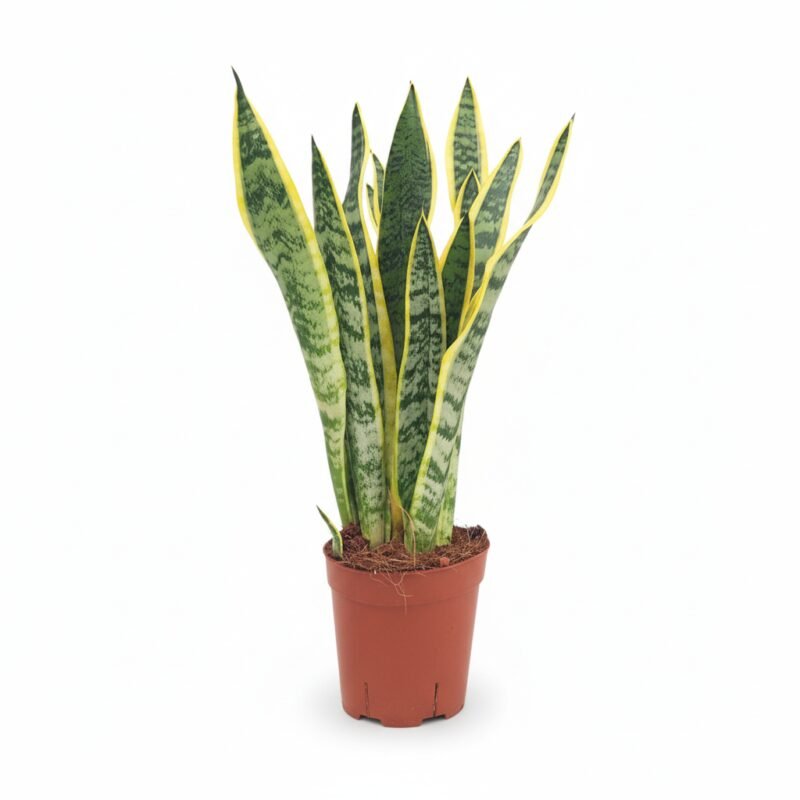 Sansevieria Laurentii Kamerplant 50 cm - Vrouwentong