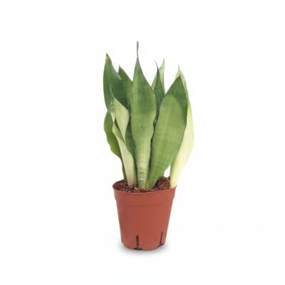 Sansevieria Moonshine - Onderhoudsvriendelijke Kamerplant