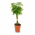 Schefflera Gold Capella 70cm - Luchtzuiverend