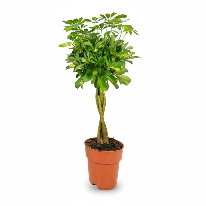 Schefflera Gold Capella 70cm - Luchtzuiverend