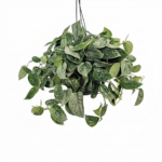 Scindapsus Pictus Silvery Ann Hangplant 40 cm