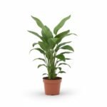 Strelitzia nicolai - Tropisch Groen in Huis