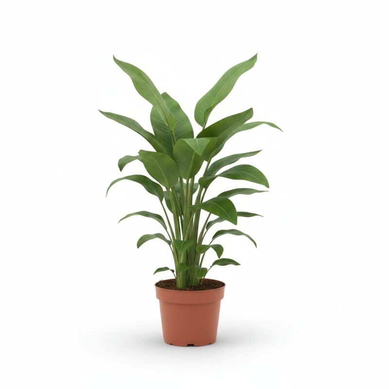 Strelitzia nicolai - Tropisch Groen in Huis