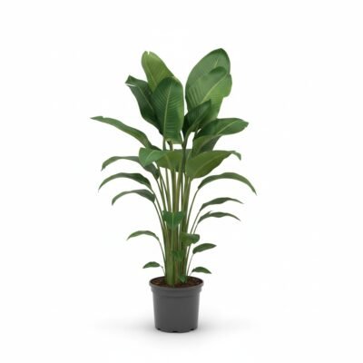 Strelitzia Nicolai Kamerplant 150cm - Tropische Blikvanger