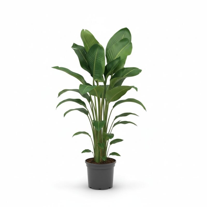 Strelitzia Nicolai Kamerplant 150cm - Tropische Blikvanger