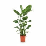 Strelitzia nicolai 3-in-1 Tropische Plant