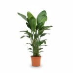 Strelitzia nicolai 185 cm - Tropisch Genot