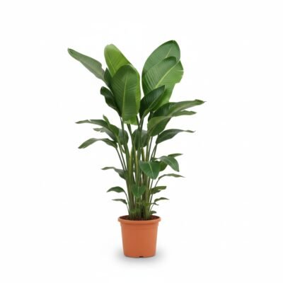 Strelitzia nicolai 185 cm - Tropisch Genot