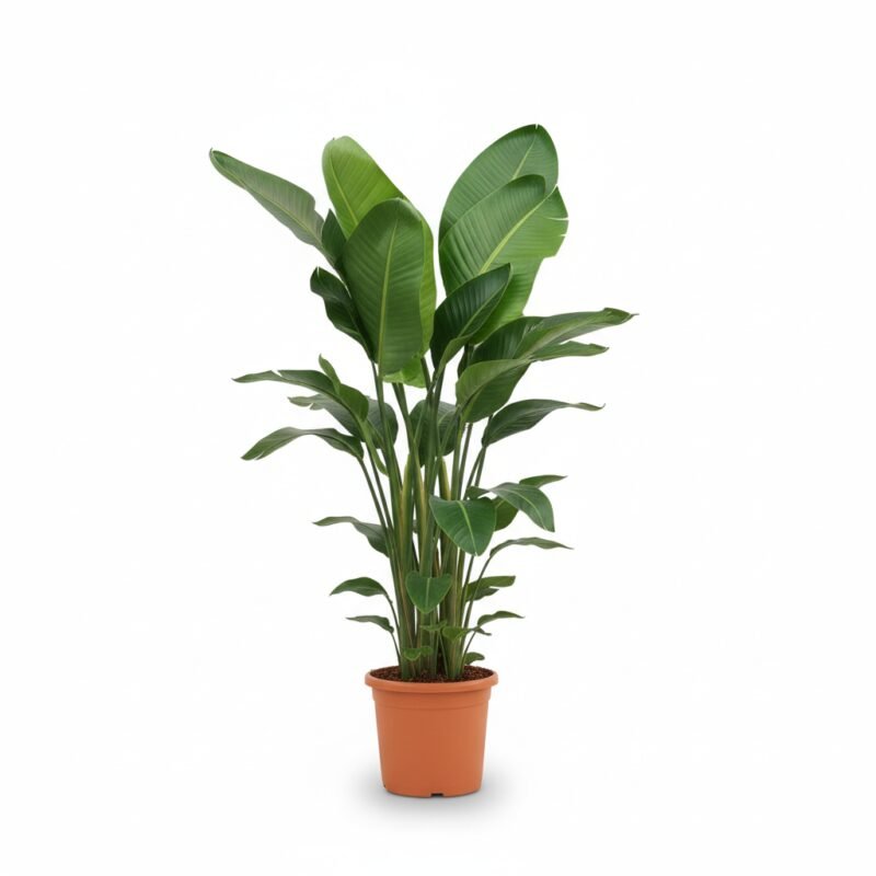 Strelitzia nicolai 185 cm - Tropisch Genot