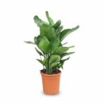Strelitzia nicolai 6 per pot - 70 cm