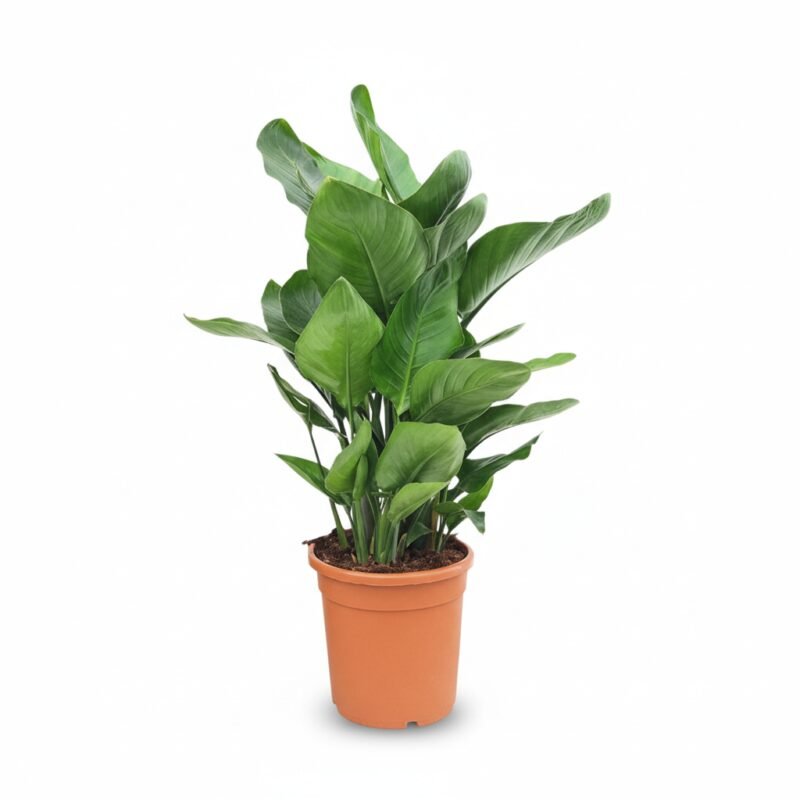 Strelitzia nicolai 6 per pot - 70 cm