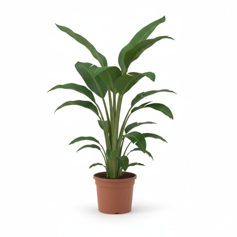 Strelitzia nicolai 175 cm - pot 26 cm