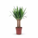 Yucca Maya Tree - Imposante Kamerplant