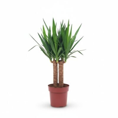 Yucca Maya Tree - Imposante Kamerplant