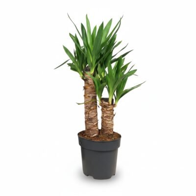 Yucca elephantipes 2 stem - Kamerplant 60 cm