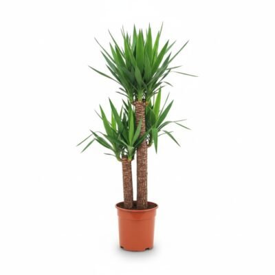 Yucca elephantipes 2 stem - 120 cm kamerplant