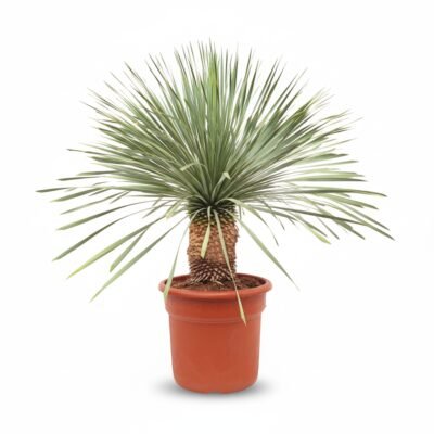 Yucca rostrata 130 cm - Kamerplant