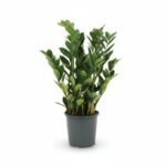 Zamioculcas zamiifolia - Weelderige Kamerplant