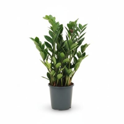 Zamioculcas zamiifolia - Weelderige Kamerplant