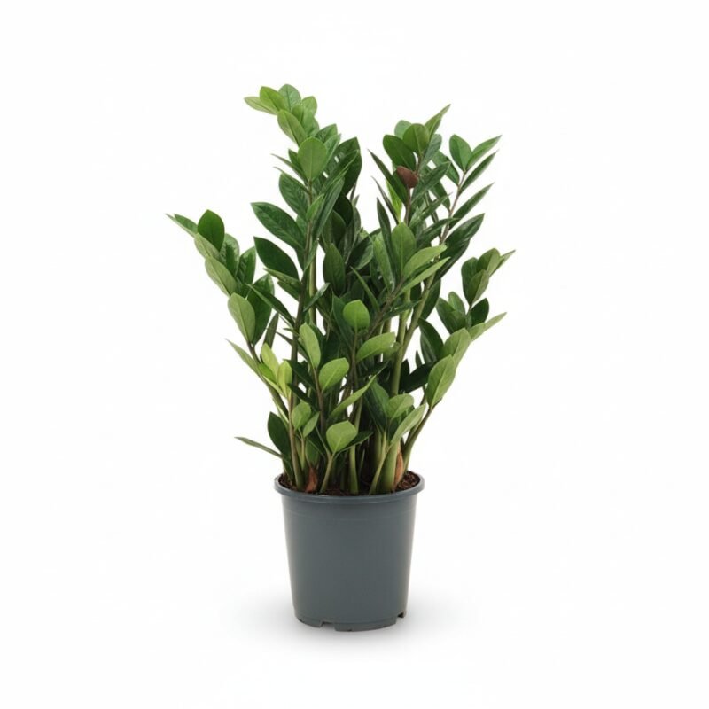 Zamioculcas zamiifolia - Weelderige Kamerplant