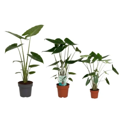 Alocasia zebrina – Zebraplant (Olifantsoor)