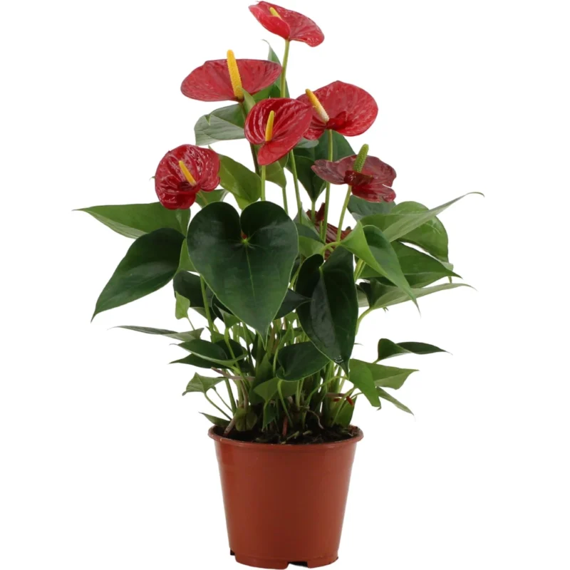 Anthurium Andraeanum