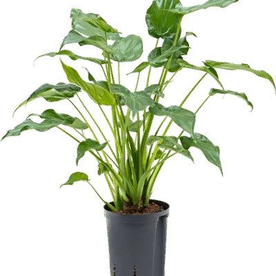 Alocasia cucullata - 70