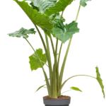 Alocasia 'Portodora'