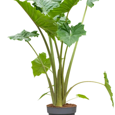 Alocasia 'Portodora'