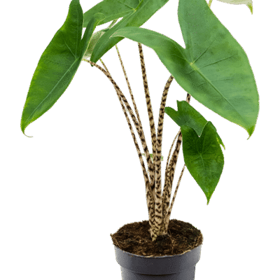 Alocasia zebrina – Zebraplant (Olifantsoor) - 45