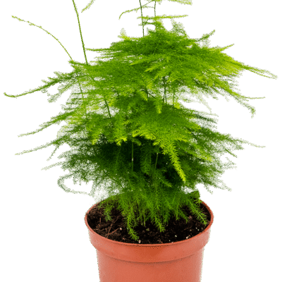 Asparagus setaceus plumosus - Sierasperge - 20