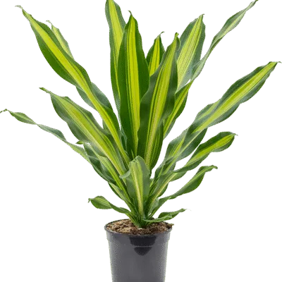 Dracaena fragrans 'Burley'