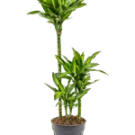 Dracaena fragrans 'Cintho'