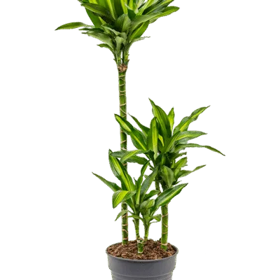 Dracaena fragrans 'Cintho'