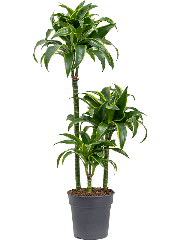 Dracaena fragrans 'Dorado'