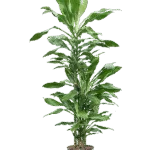 Dracaena fragrans 'Burundii'