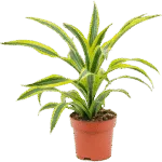 Dracaena fragrans 'Lemon Lime'