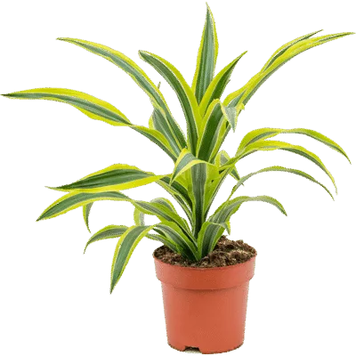 Dracaena fragrans 'Lemon Lime'