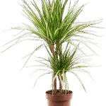 Dracaena marginata 'Sunray'