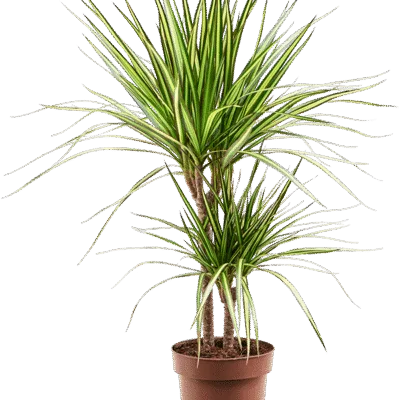 Dracaena marginata 'Sunray'