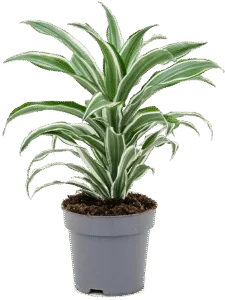 Dracaena Fragrans Toef