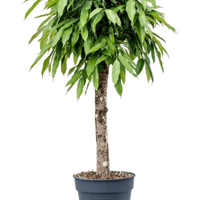 Ficus binnendijkii 'Amstel King' - Stam