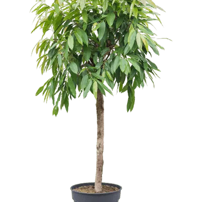 Ficus binnendijkii 'Amstel King' - Stam