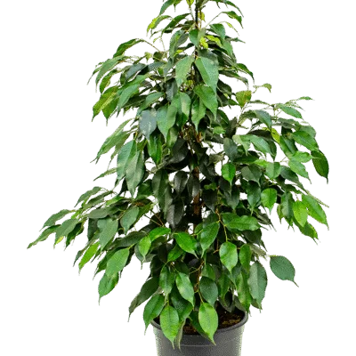 Ficus benjamina 'Danielle' - 90