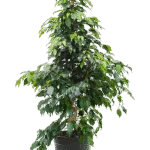 Ficus benjamina 'Danielle'