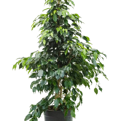 Ficus benjamina 'Danielle'