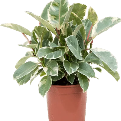 Ficus elastica 'Tineke'