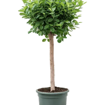 Ficus microcarpa 'Moclame'